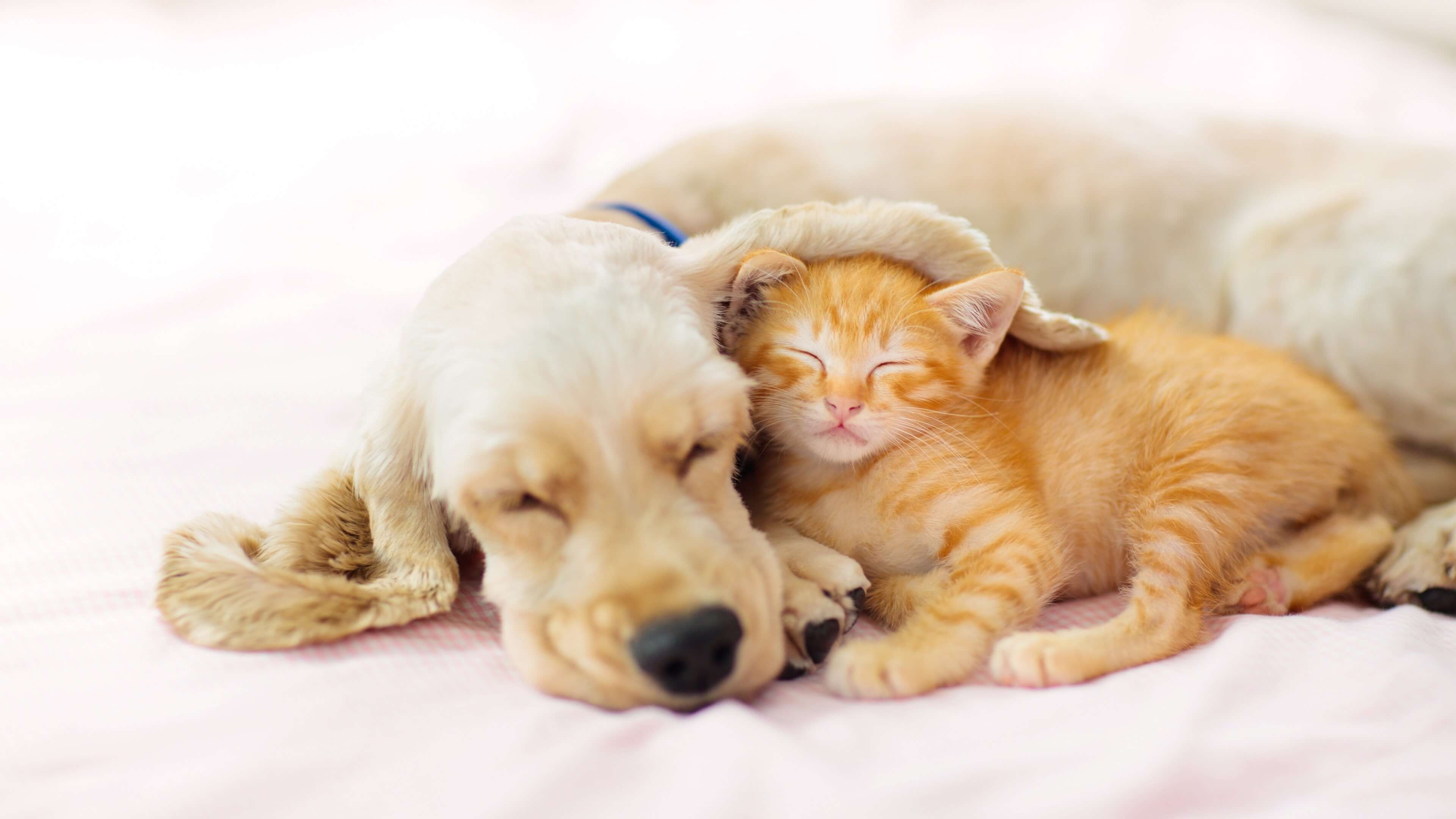 Animal%20Shelter%20-%20Overview%20Image%20and%20Cover%20Image%20-%2016-9 How-To: Ein Tier aus dem Tierheim adoptieren